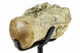 Fossil Mosasaur Vertebra w/ Metal Stand - Texas #377881-3